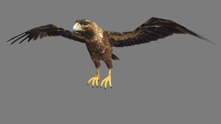 Golden-eagle 3D models - Sketchfab