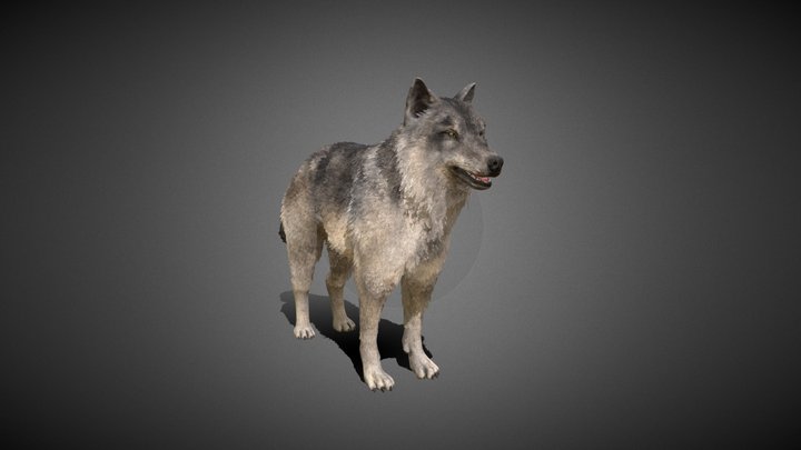 Furry Wolf 3D Model
