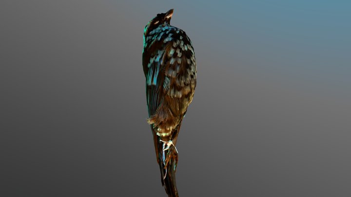 Beryl-spangled tanager: photogrammetry + pbr 3D Model