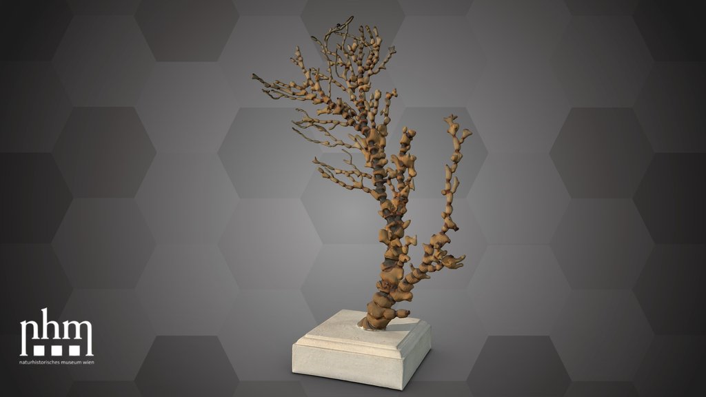 Bamboo coral (NHMW-ZOO-EV-0000150)
