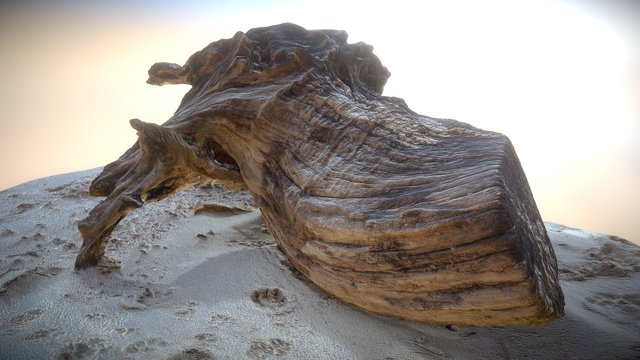 Beach Tree Stump 2 3D Model