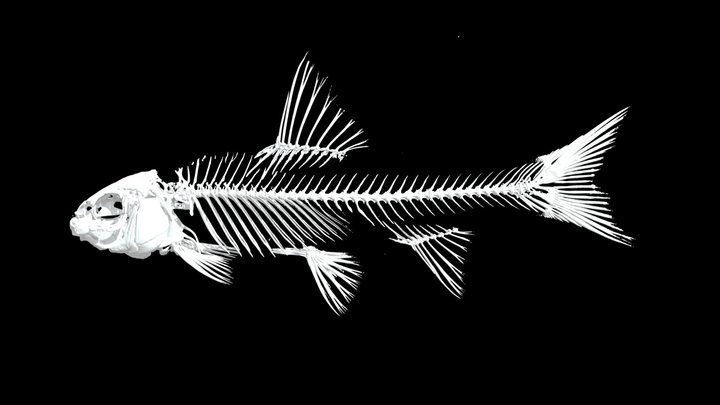 カワヒガイ 🐟 CT scan 🦴 ♂ Rainbow Gudgeon – Free 3D Model STL
