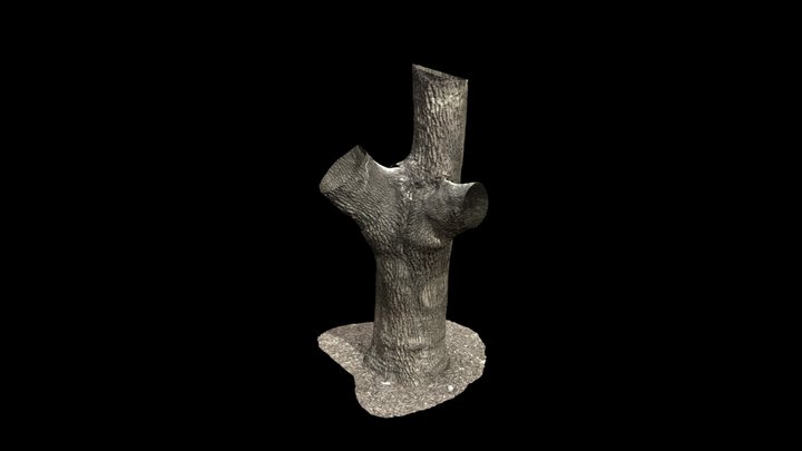 AR_English Oak Tree+ 3D Model