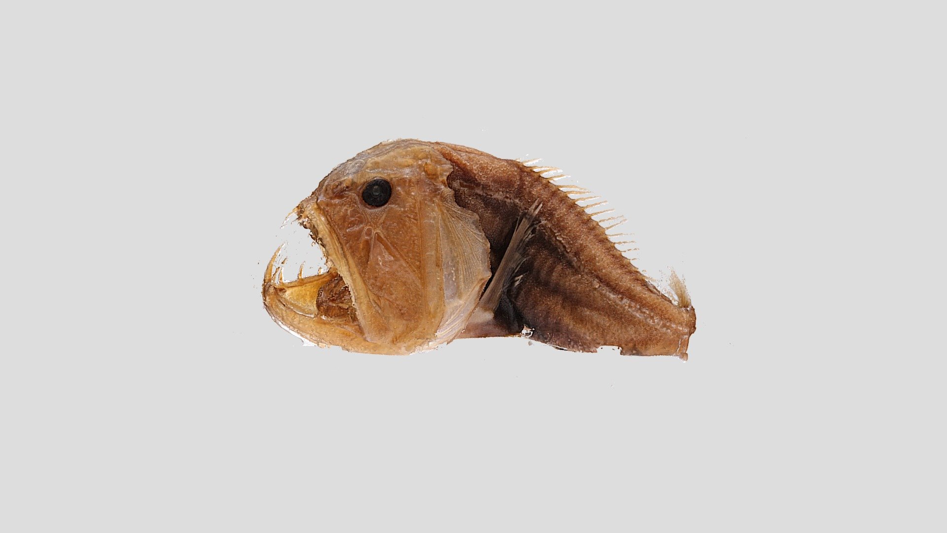Anoplogaster cornuta (high resolution)