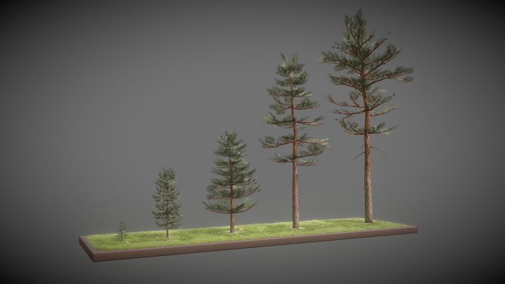 Pine Trees / Kiefer Bäume 3D Model