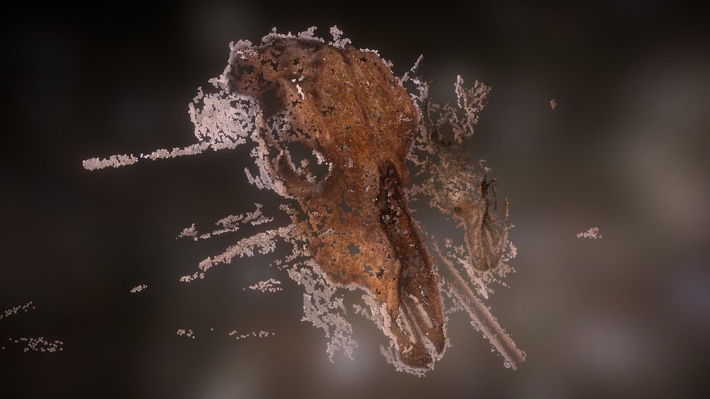 Skull - Bioarcheology