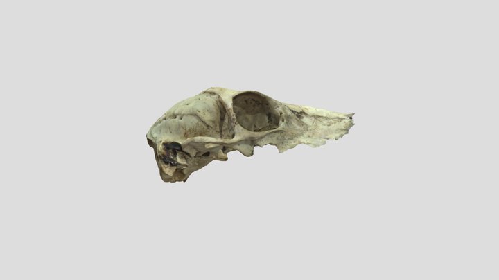 Deer Skull Edited – Modello 3D gratuito STL