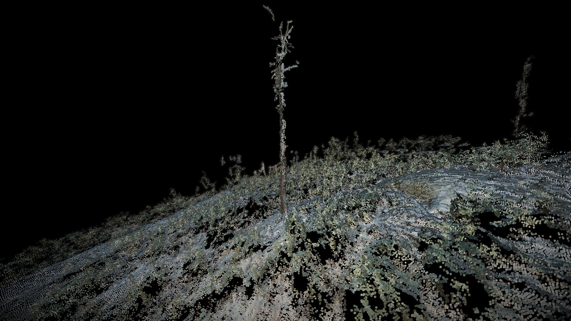 Tree 2