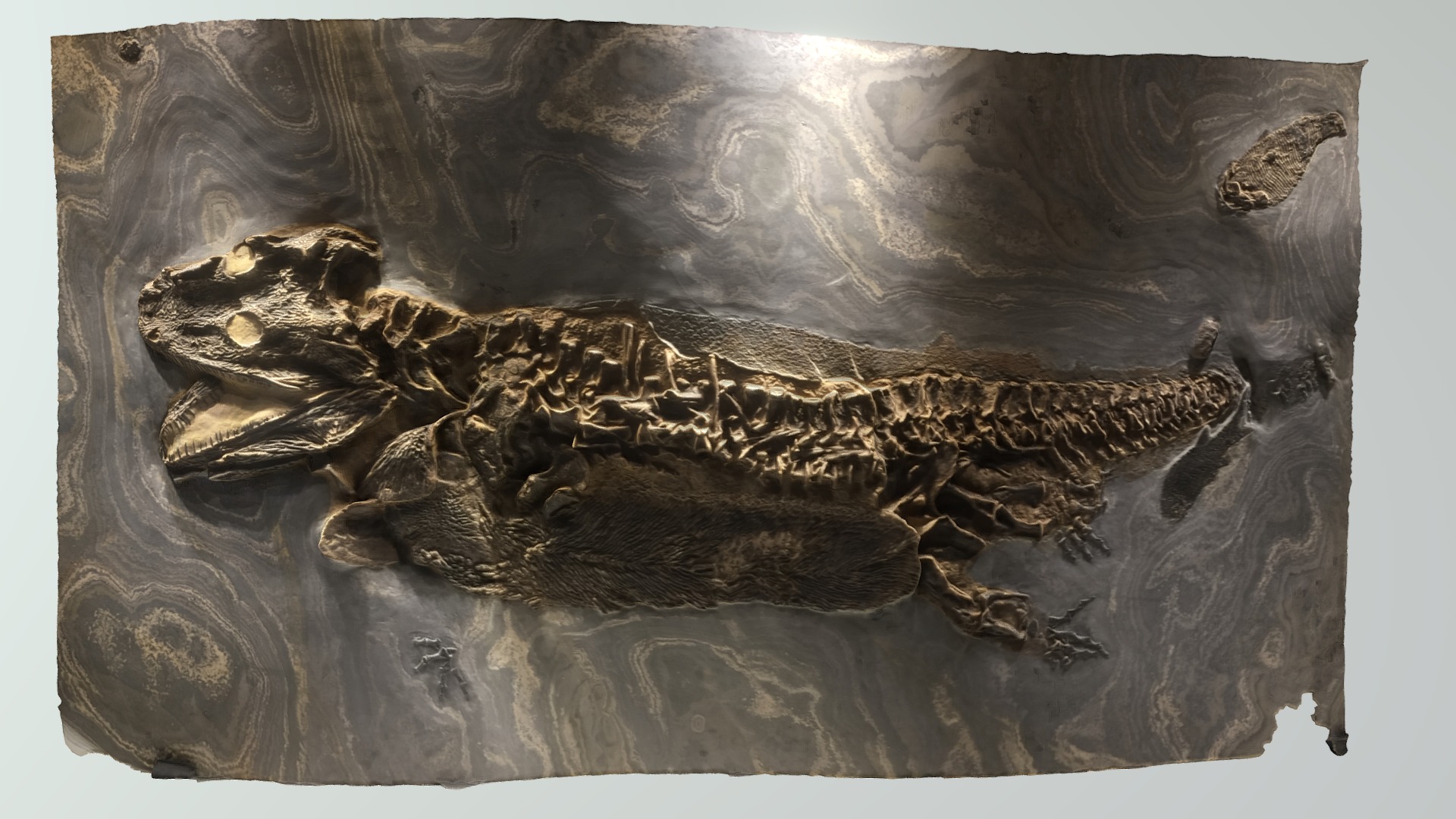 Reptile Fossil photoscan