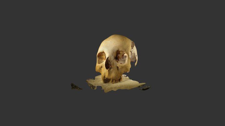 3D Skull 3D Model