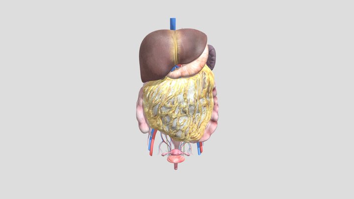 iLappSurgery abdomen test 3D Model