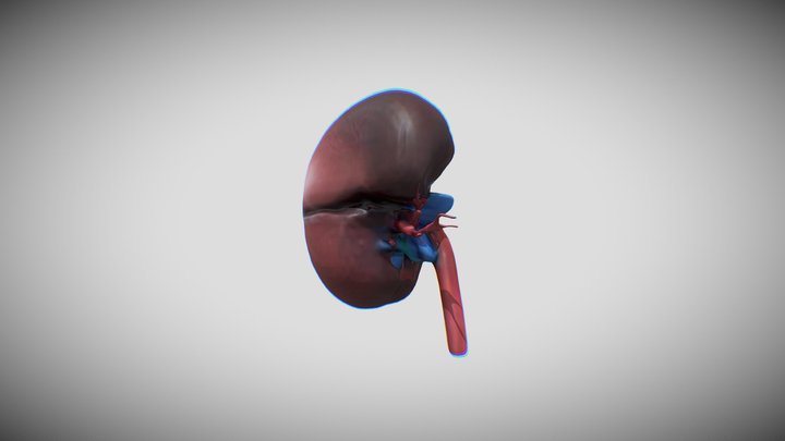 Human Kindey 3D Model