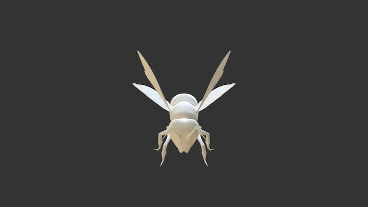 Bee-Test 3D Model