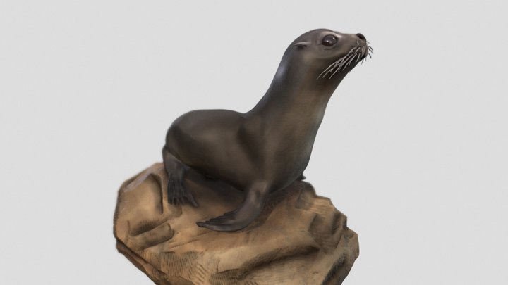 Seal 2020-02-04 14-58-57 3D Model