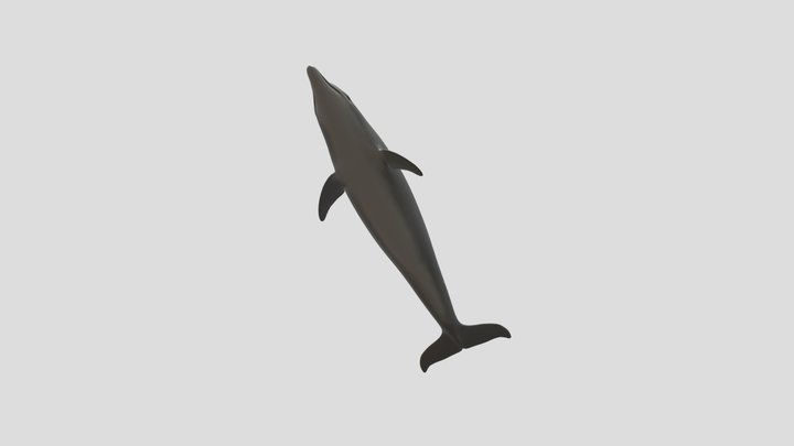 Bottlenose_dolphin3 3D Model