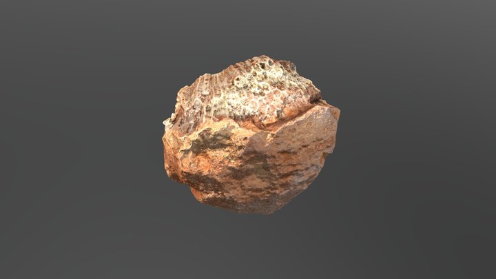 Coral 3D Model