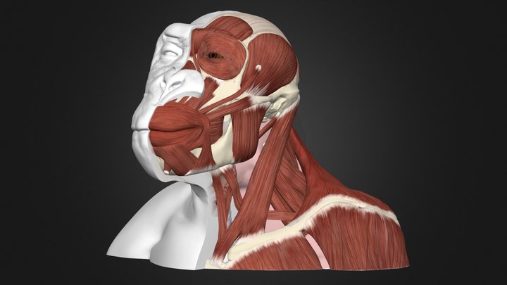 The Anatomy of the Bonobo 3D Model