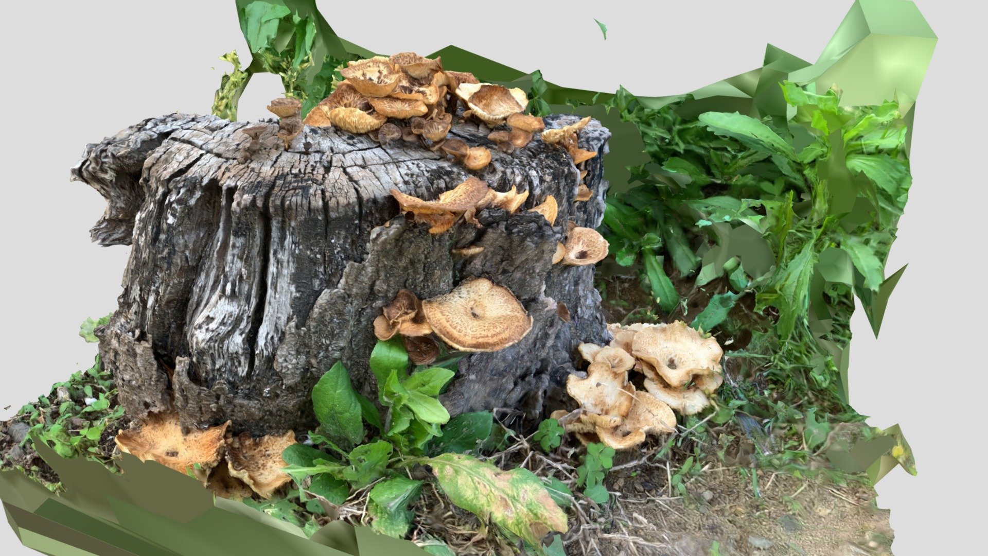 Stumps and mushrooms_03