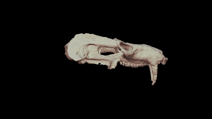 Pascualgnathus polanskii 3D Model