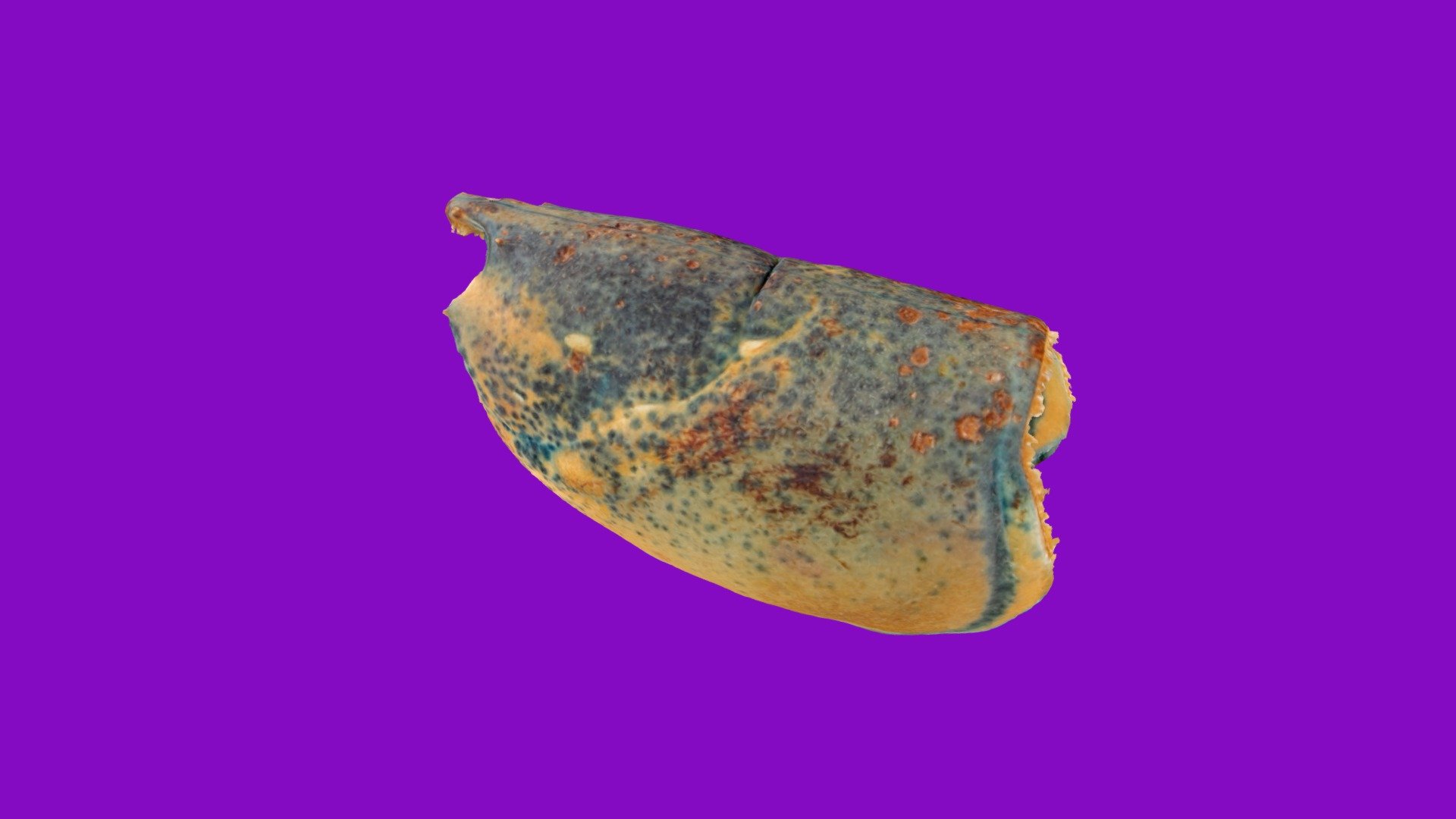 Am Lobster Spring 2019 St245 01, ESD 1