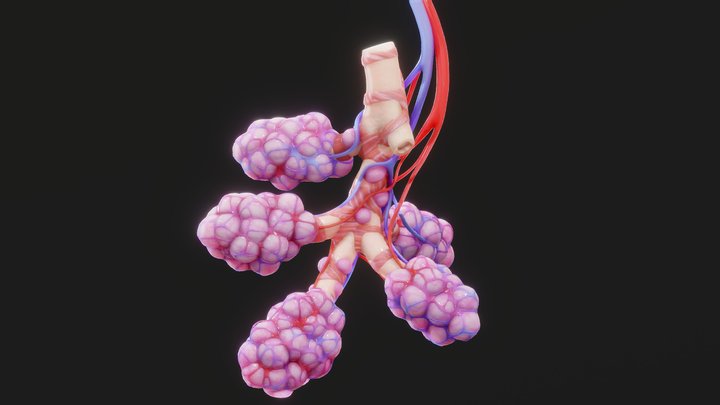 Human Bronchi Alveoli Anatomy 3D Model