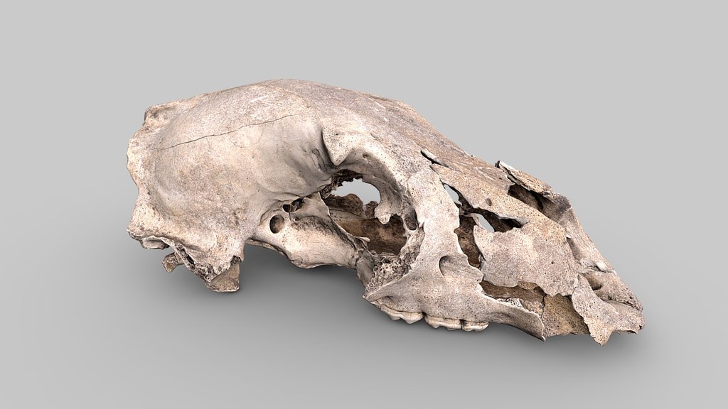 Bear Skull