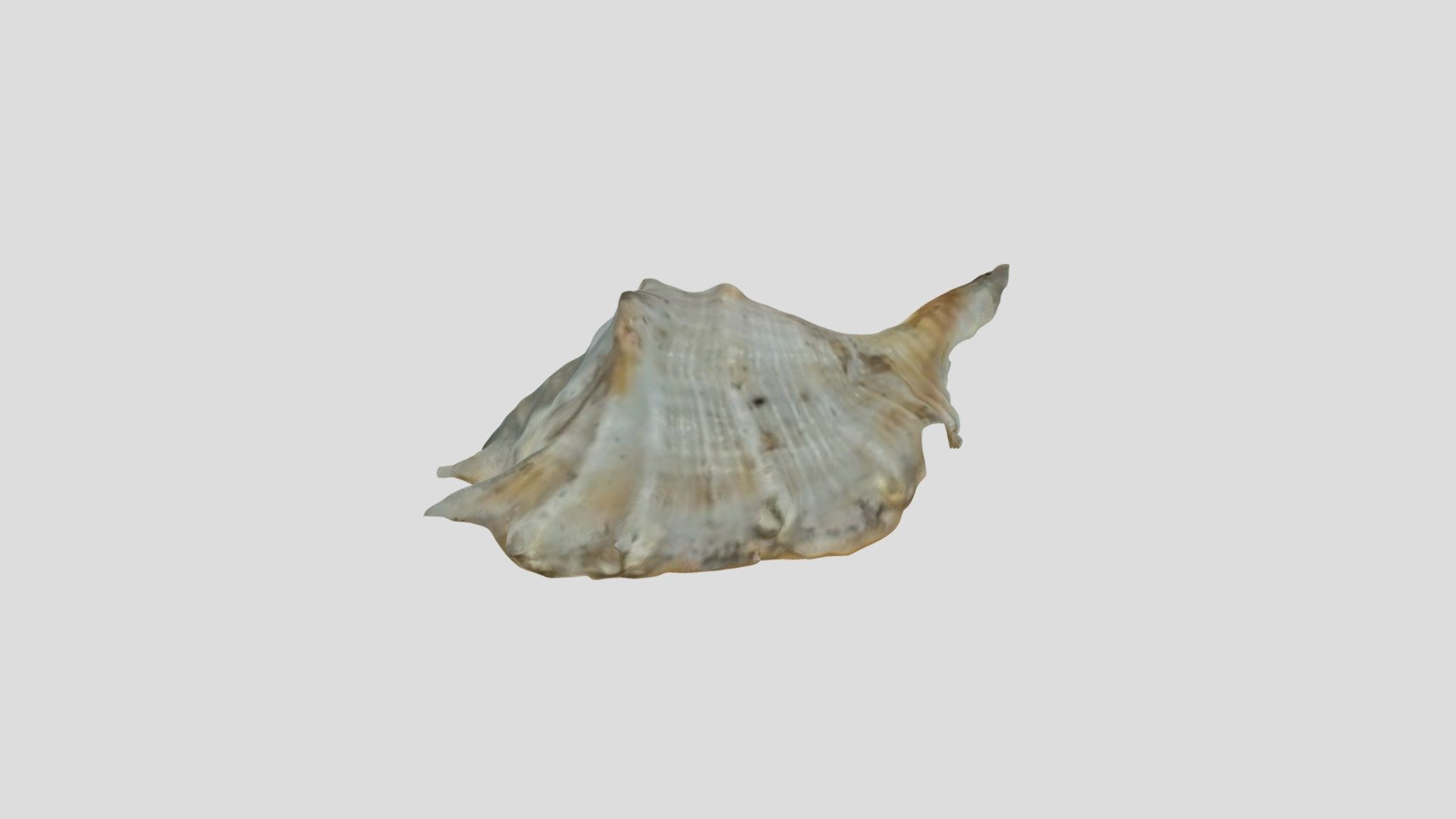 Mussel