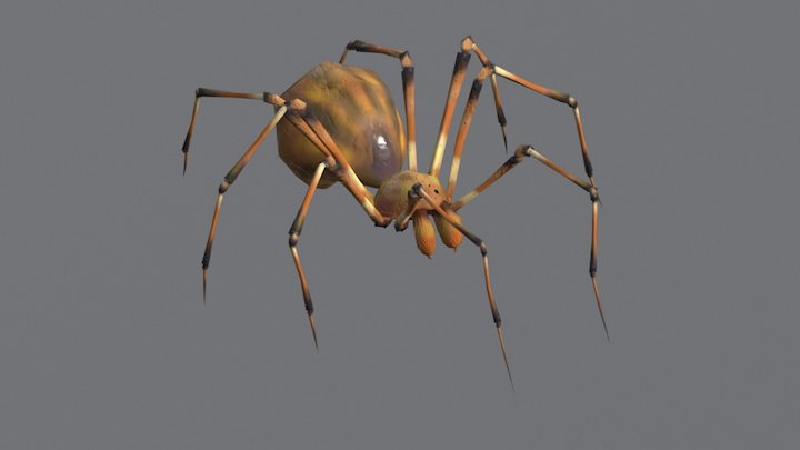 Spider 3D Model