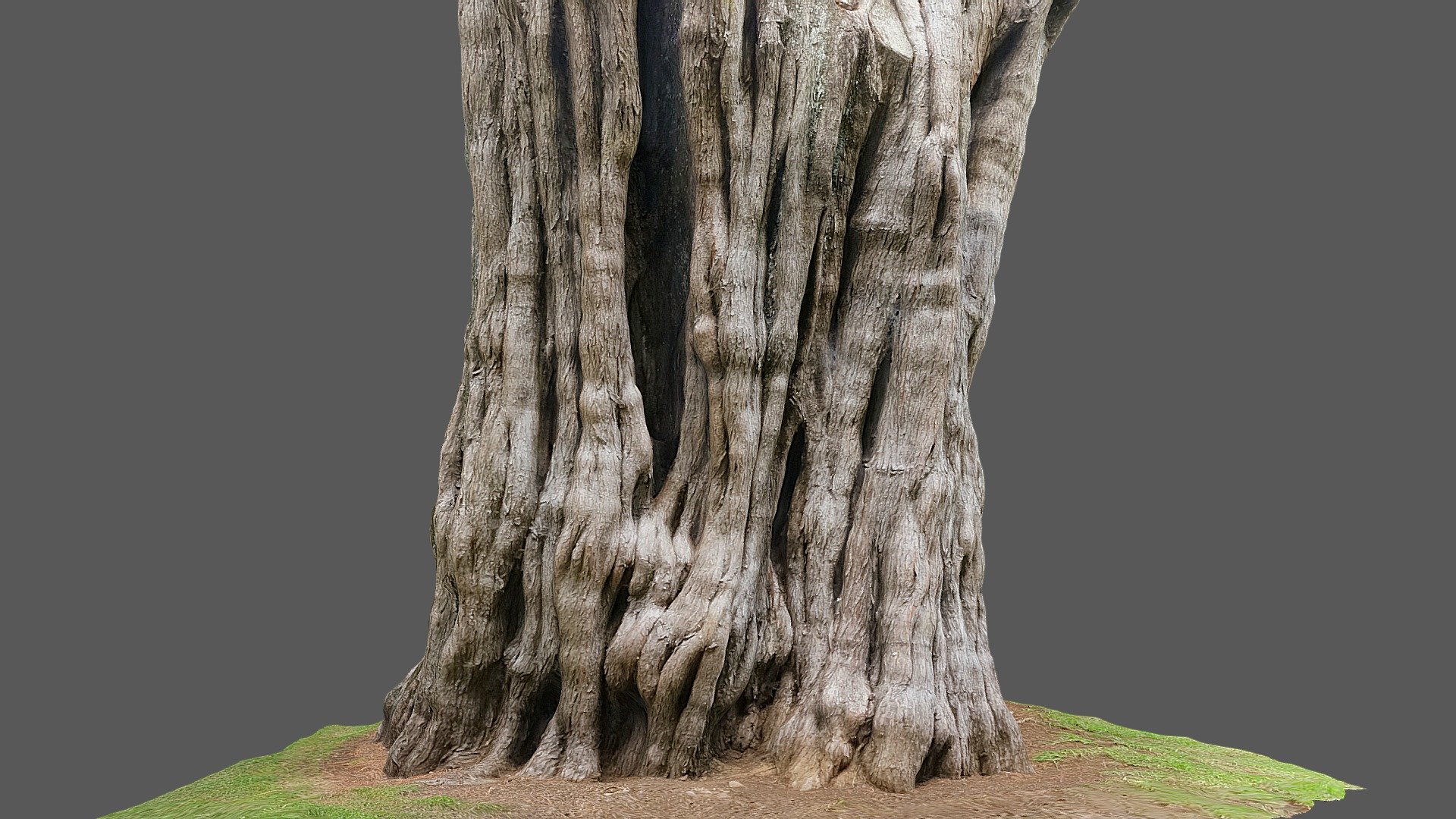 Macrocarpa Tree 2