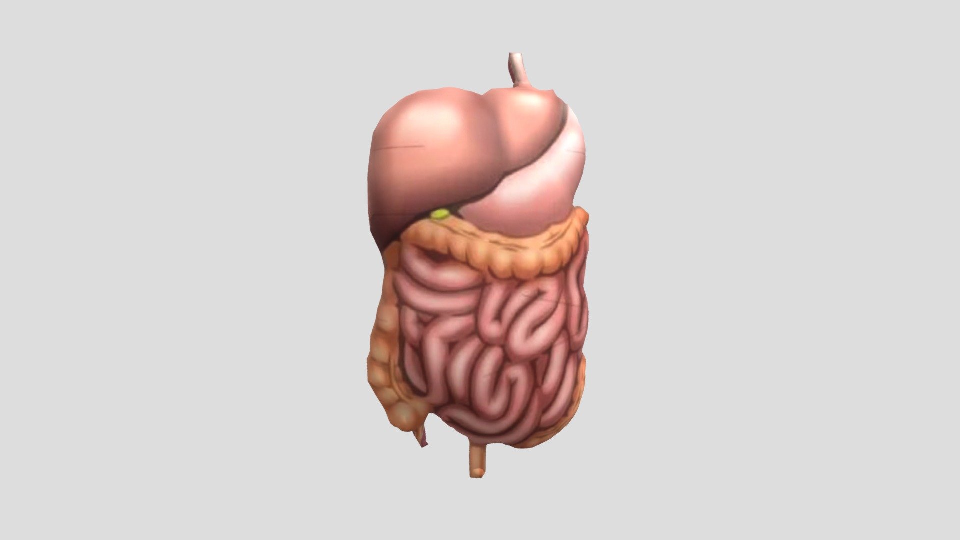 ORGAN PENCERNAAN - 3D model by ajjx3ii [e8b2155] - Sketchfab