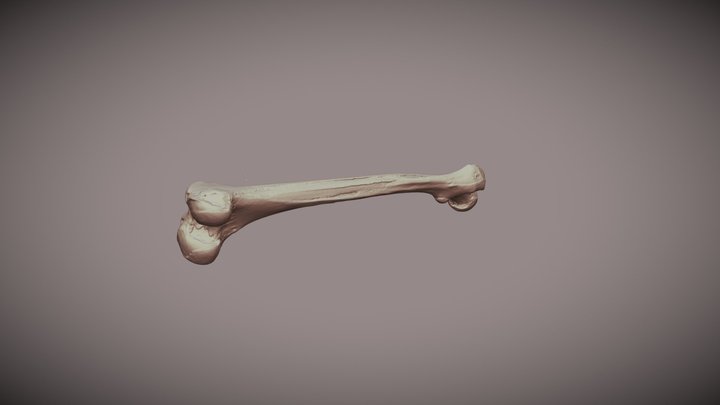 Femur Bone 3D Model