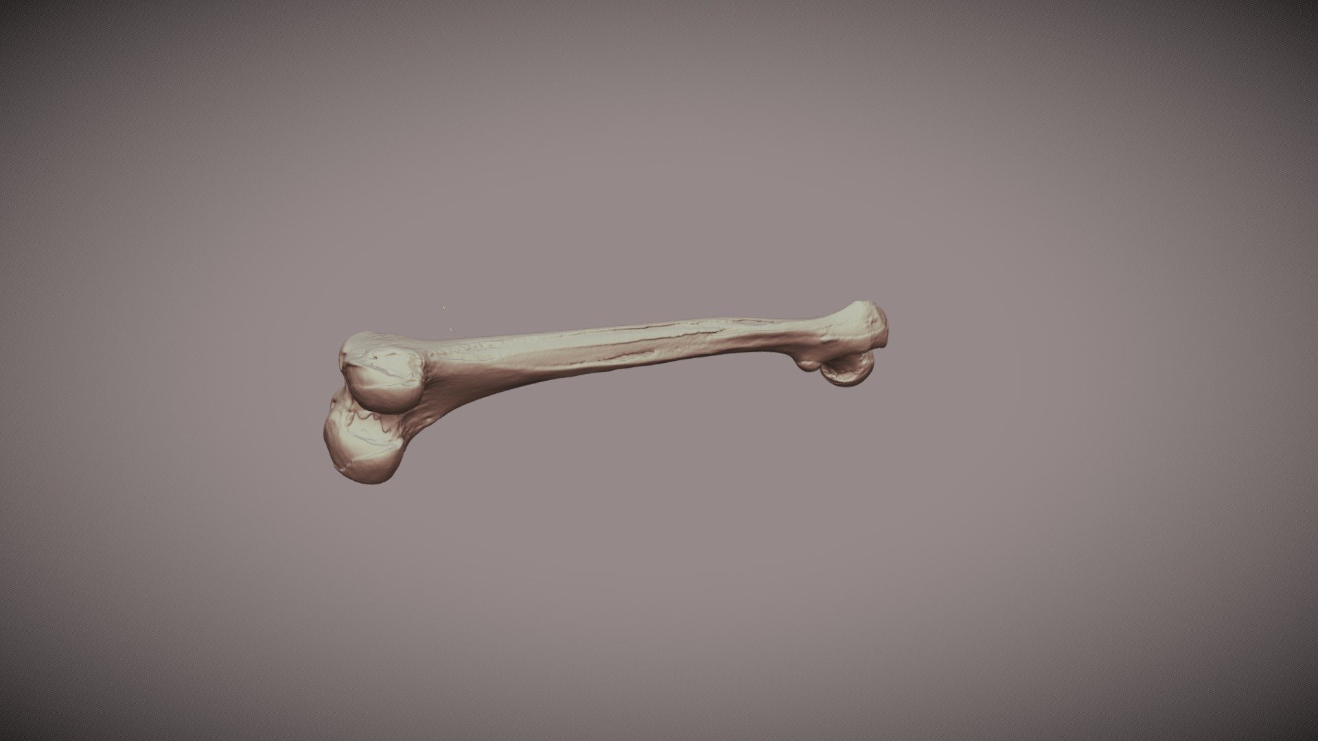 Femur Bone - 3D model by OrJames Labs (@orjameslabs) [e8b37c7] - Sketchfab