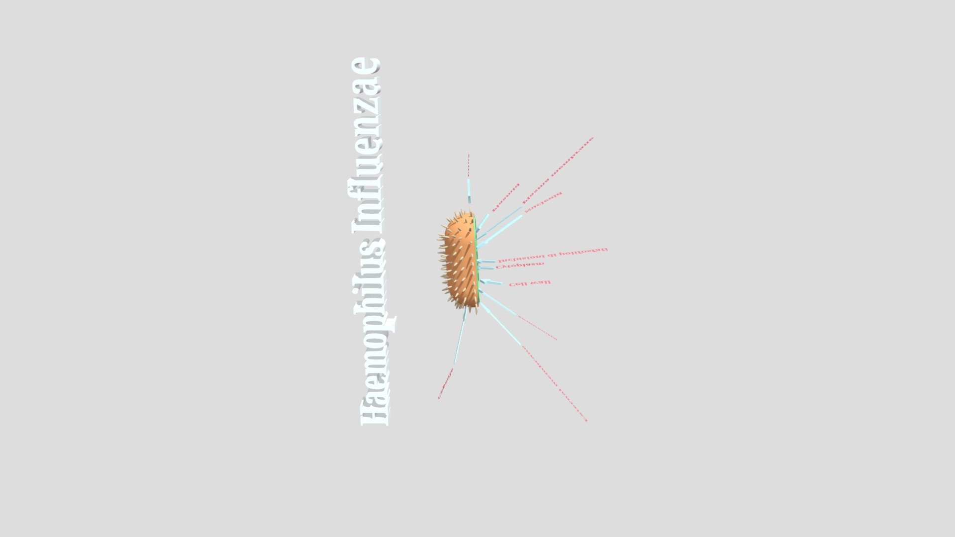 Microughs_Haemophilusinfluenzae_KMJN_