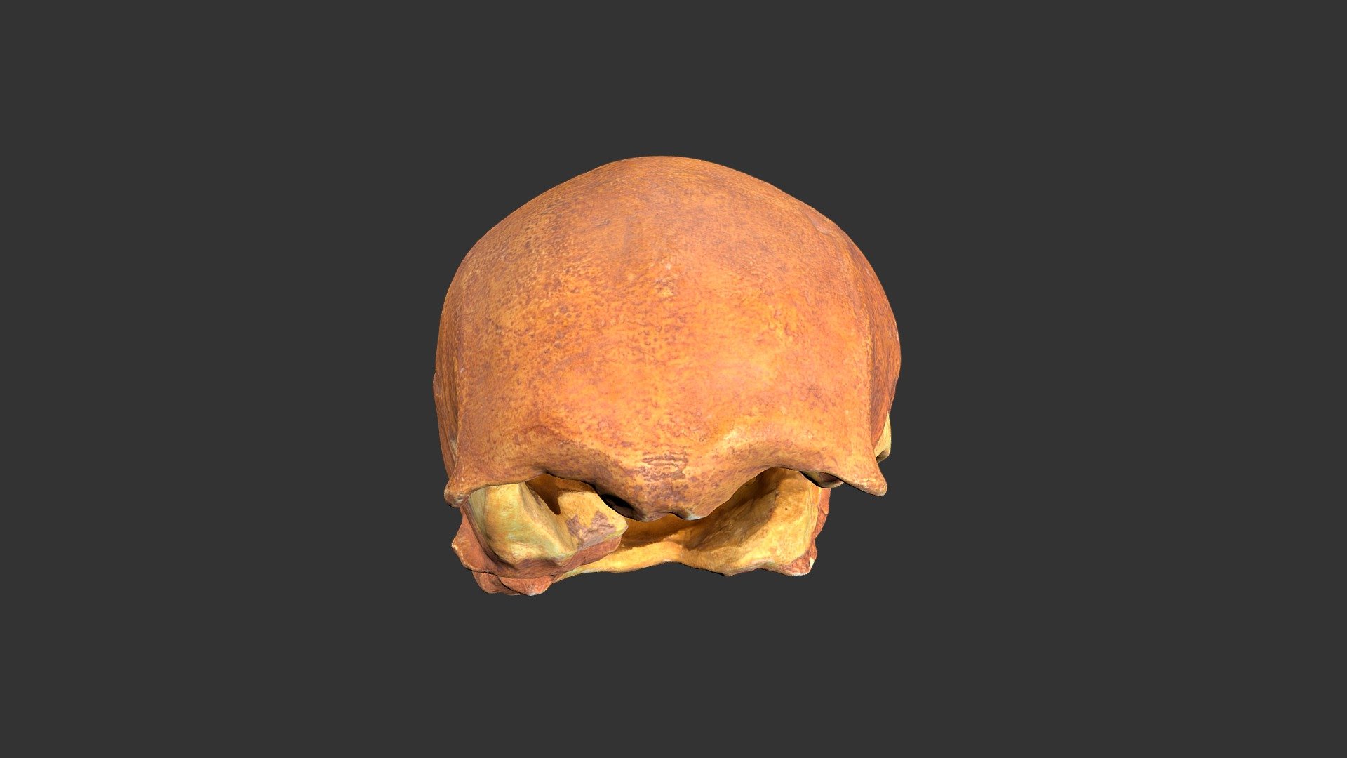 Homo sapiens (Neolithic) (433rp35)