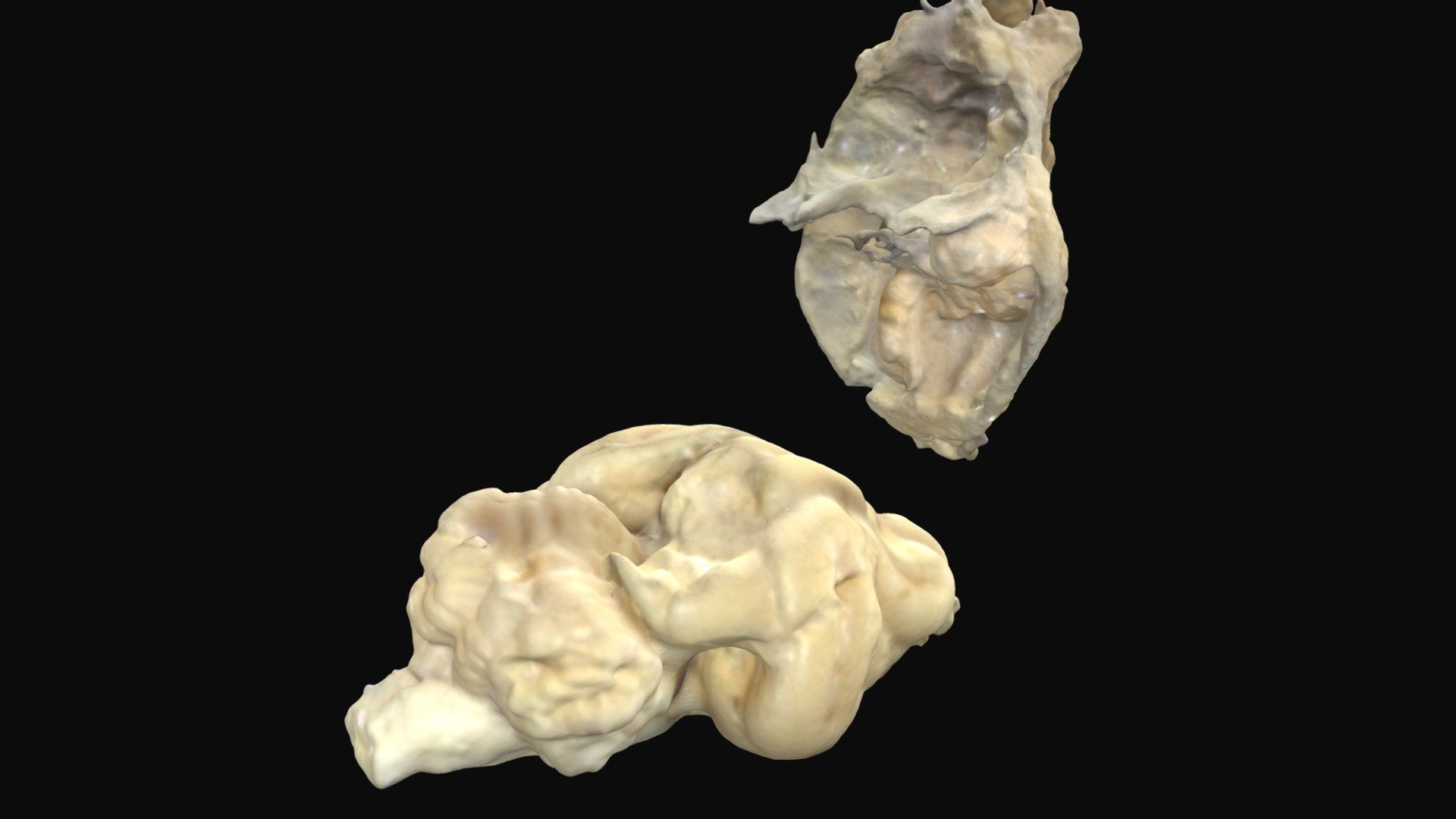 Beautiful view of Life Expectancy Of Cats With Meningioma