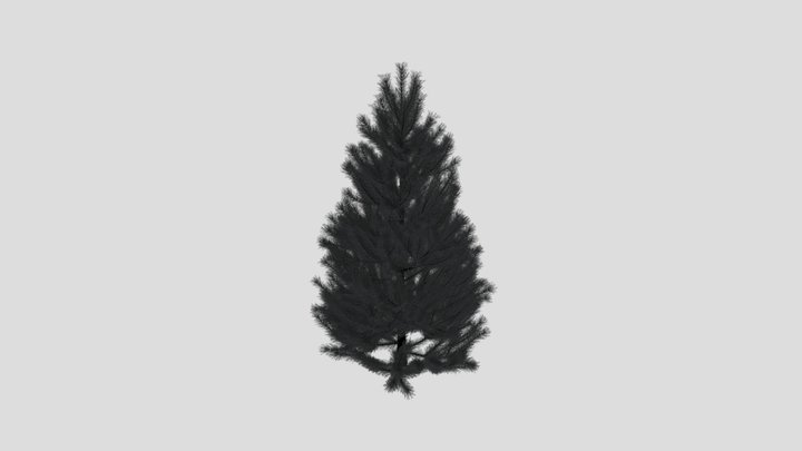 Pinus sylvestris 34 AM219 Archmodel 3D Model