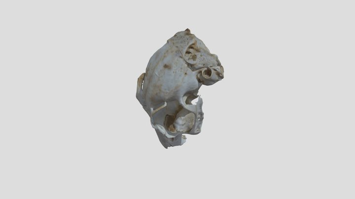 Rabbit Skull 3D Model