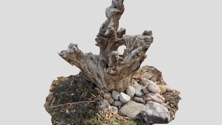 Tree Stump 3D Model