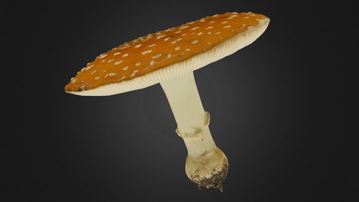 Amanita muscaria mushroom 3D Model