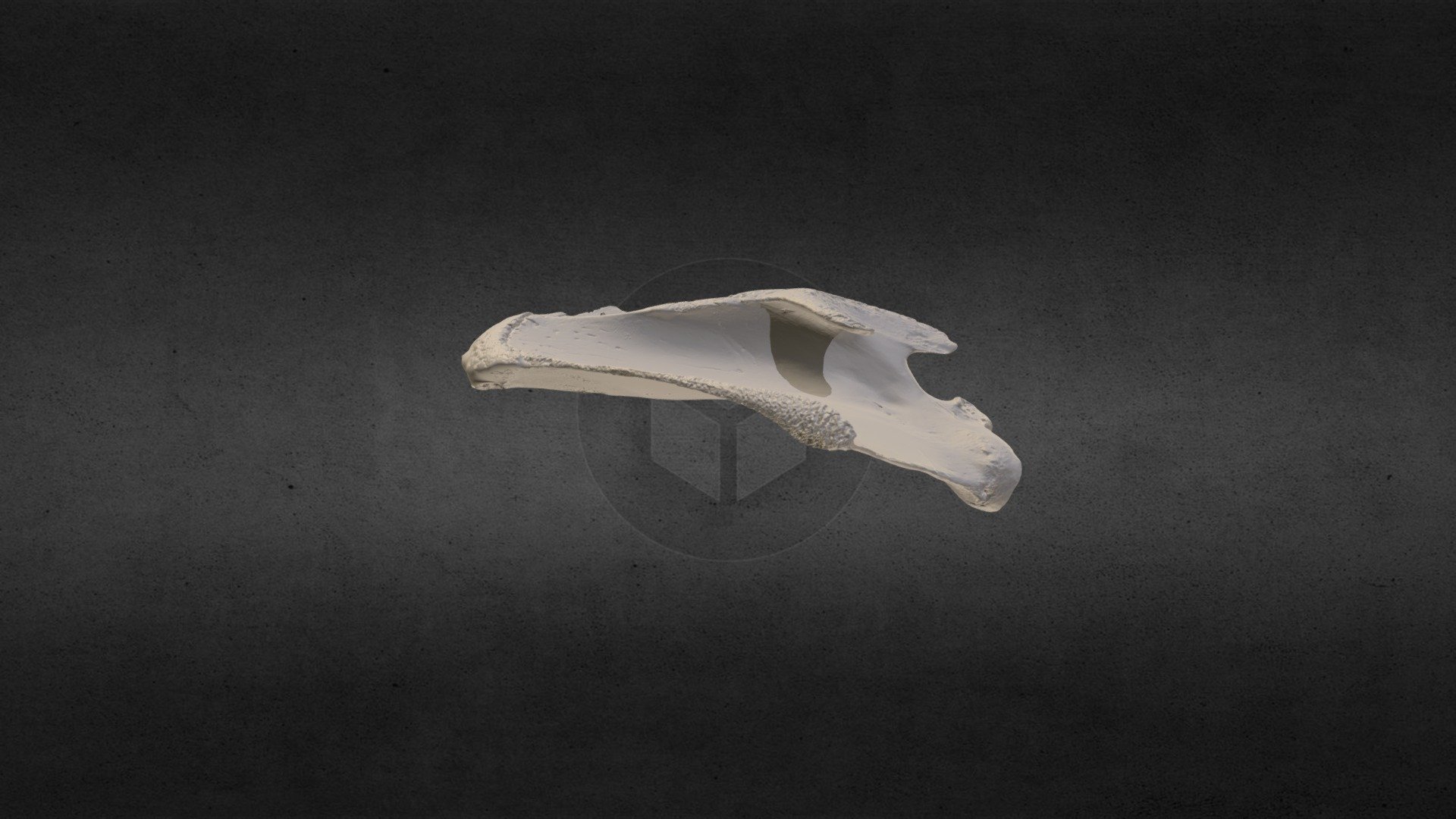 Loxodanta africana (elephant) Right Scapula