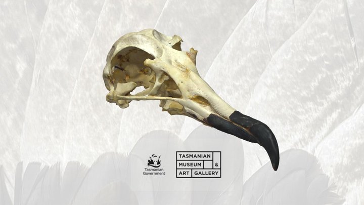 Light-mantled sooty albatross skull 3D Model
