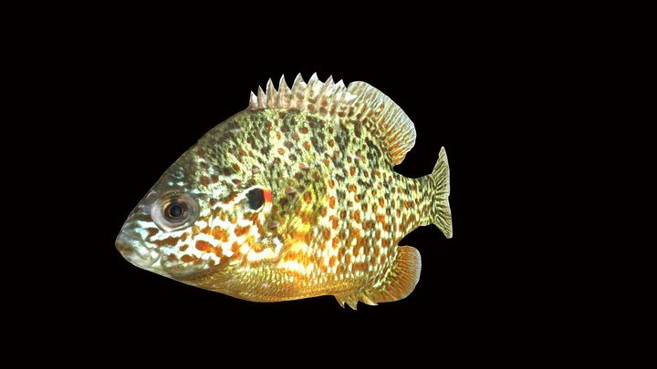 Model 38 - Pumpkinseed Sunfish