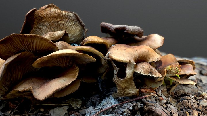 Mushrooms 3D Model