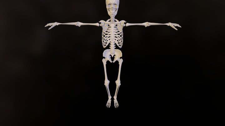 Skeleton 3D Model