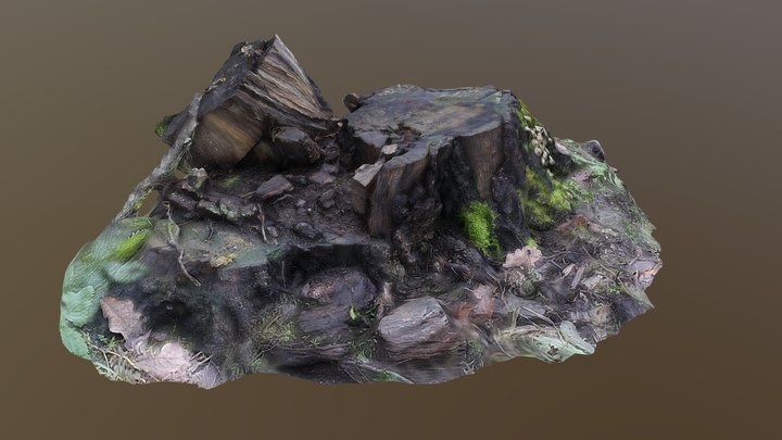 Rotted stump 3D Model