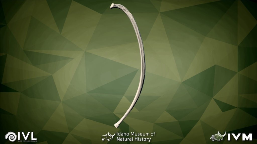IMNH 48001 1494- Rib-10 Left