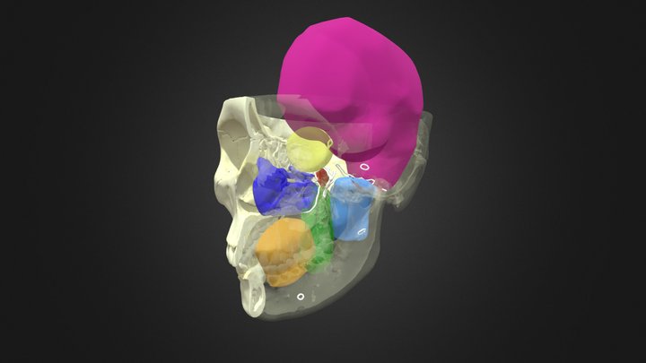 Skull Regions Layers 3D Model