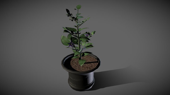 Nightshade Plant 3D Model