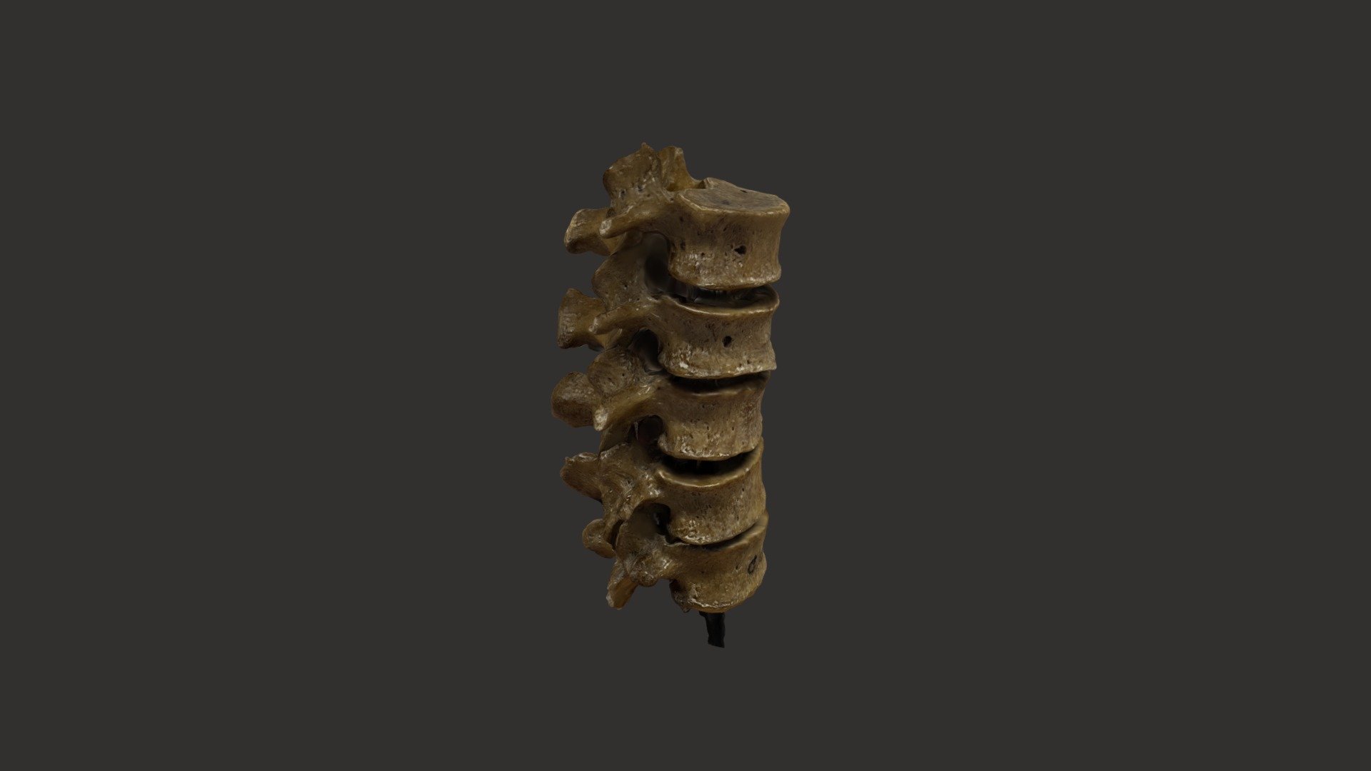 Lumbar Spine - 3D model by Brishti360 [e8e0e61] - Sketchfab