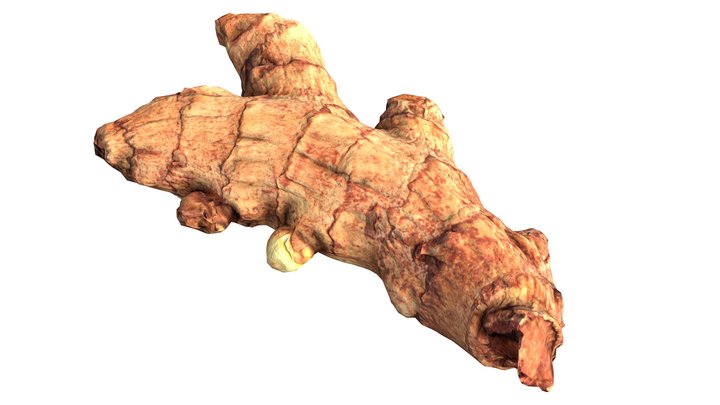 Ginger – Free 3D Model STL